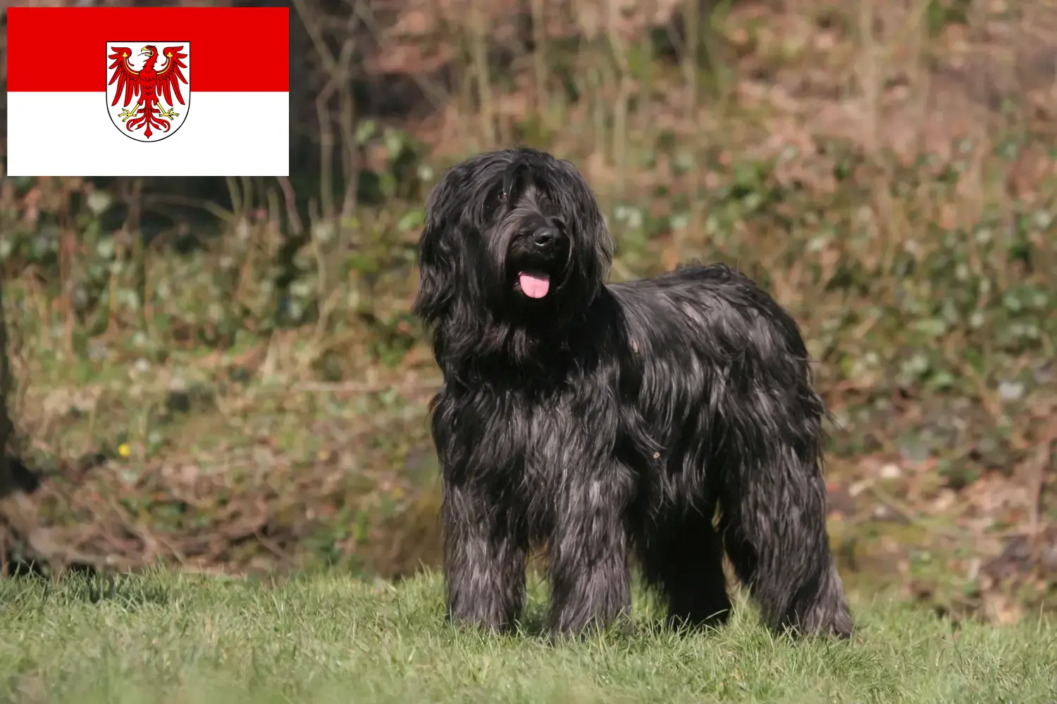 Read more about the article Briard breeders and puppies in Brandenburg