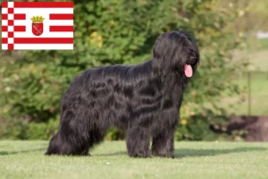 Read more about the article Briard breeders and puppies in Bremen