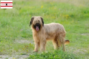 Read more about the article Briard breeders and puppies in Drenthe