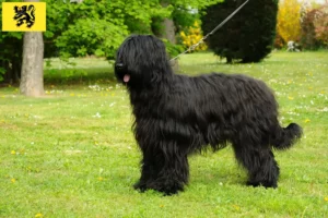 Read more about the article Briard breeders and puppies in Flanders