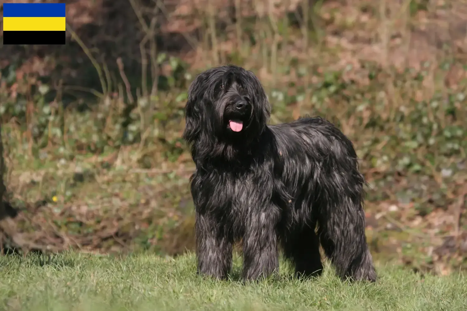 Read more about the article Briard breeders and puppies in Gelderland