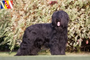 Read more about the article Briard breeders and puppies in Grand Est