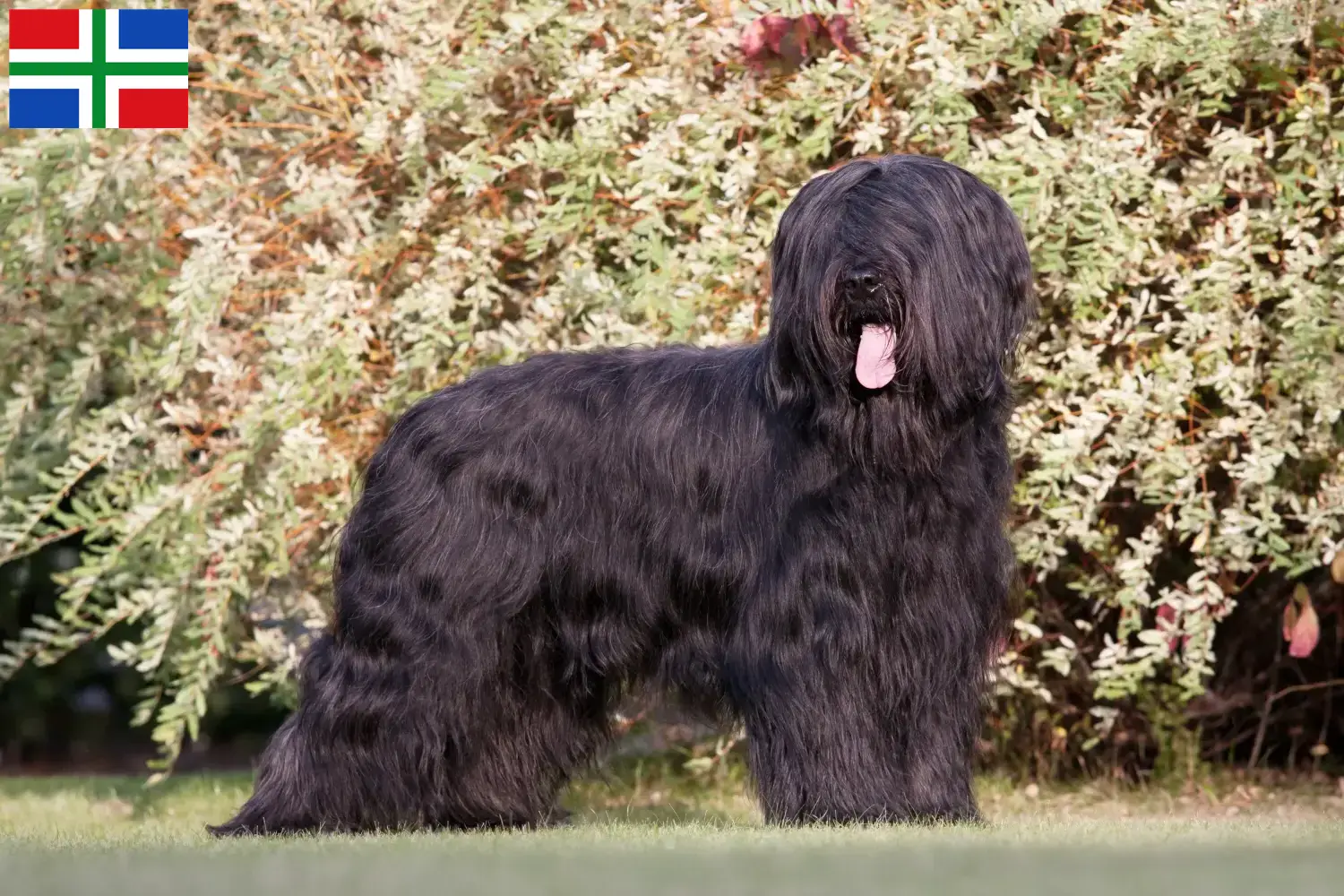 Read more about the article Briard breeders and puppies in Groningen