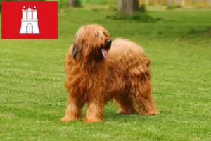 Read more about the article Briard breeders and puppies in Hamburg