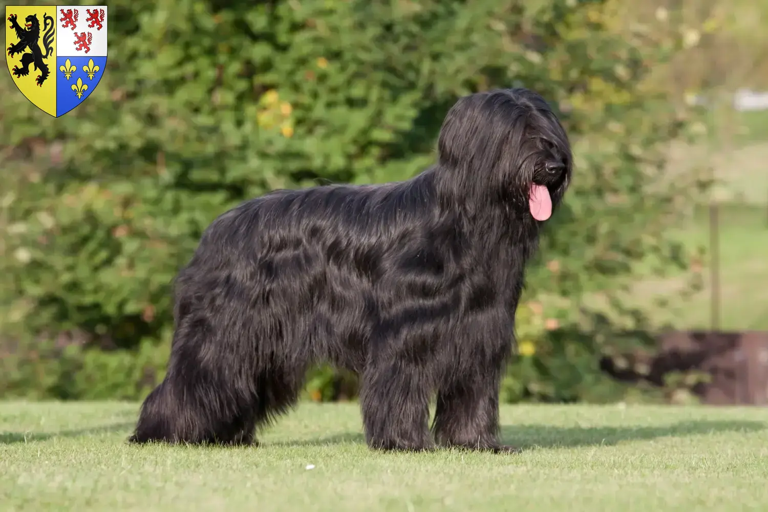 Read more about the article Briard breeders and puppies in Hauts-de-France