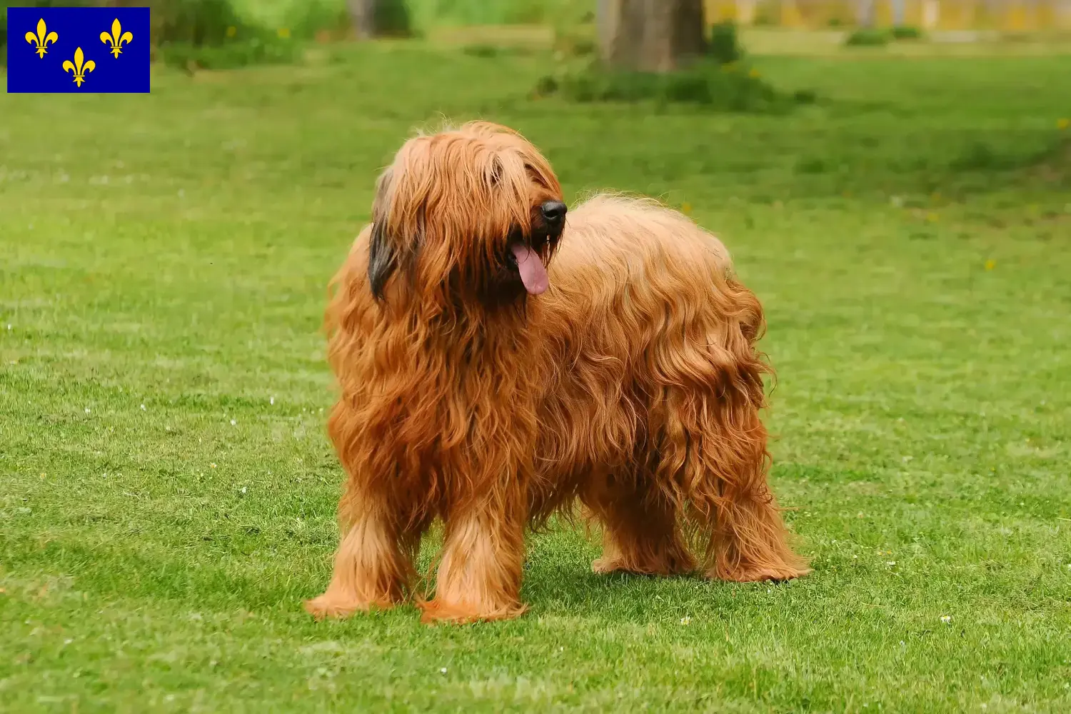 Read more about the article Briard breeders and puppies in Île-de-France