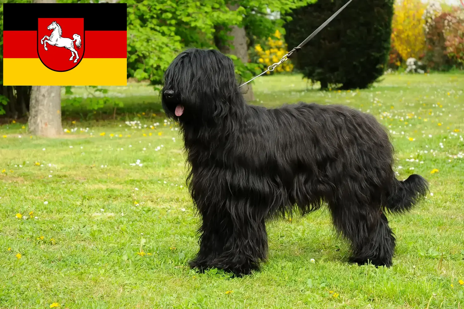 Read more about the article Briard breeders and puppies in Lower Saxony