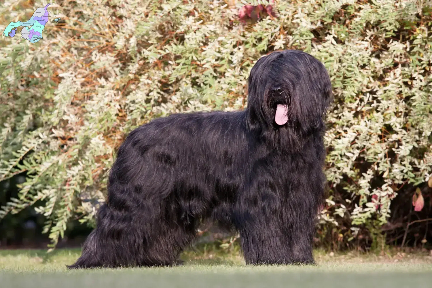 Read more about the article Briard breeders and puppies in Nordjylland