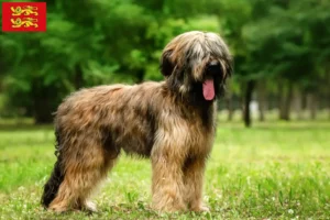 Read more about the article Briard breeders and puppies in Normandy