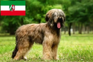 Read more about the article Briard breeders and puppies in North Rhine-Westphalia