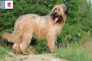 Read more about the article Briard breeders and puppies in Nouvelle-Aquitaine