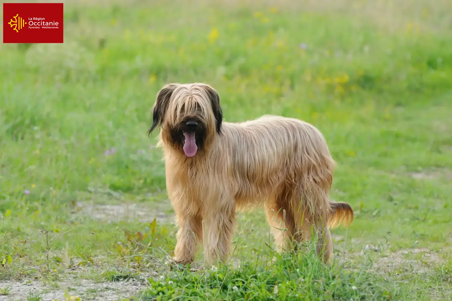 Read more about the article Briard breeders and puppies in Occitania