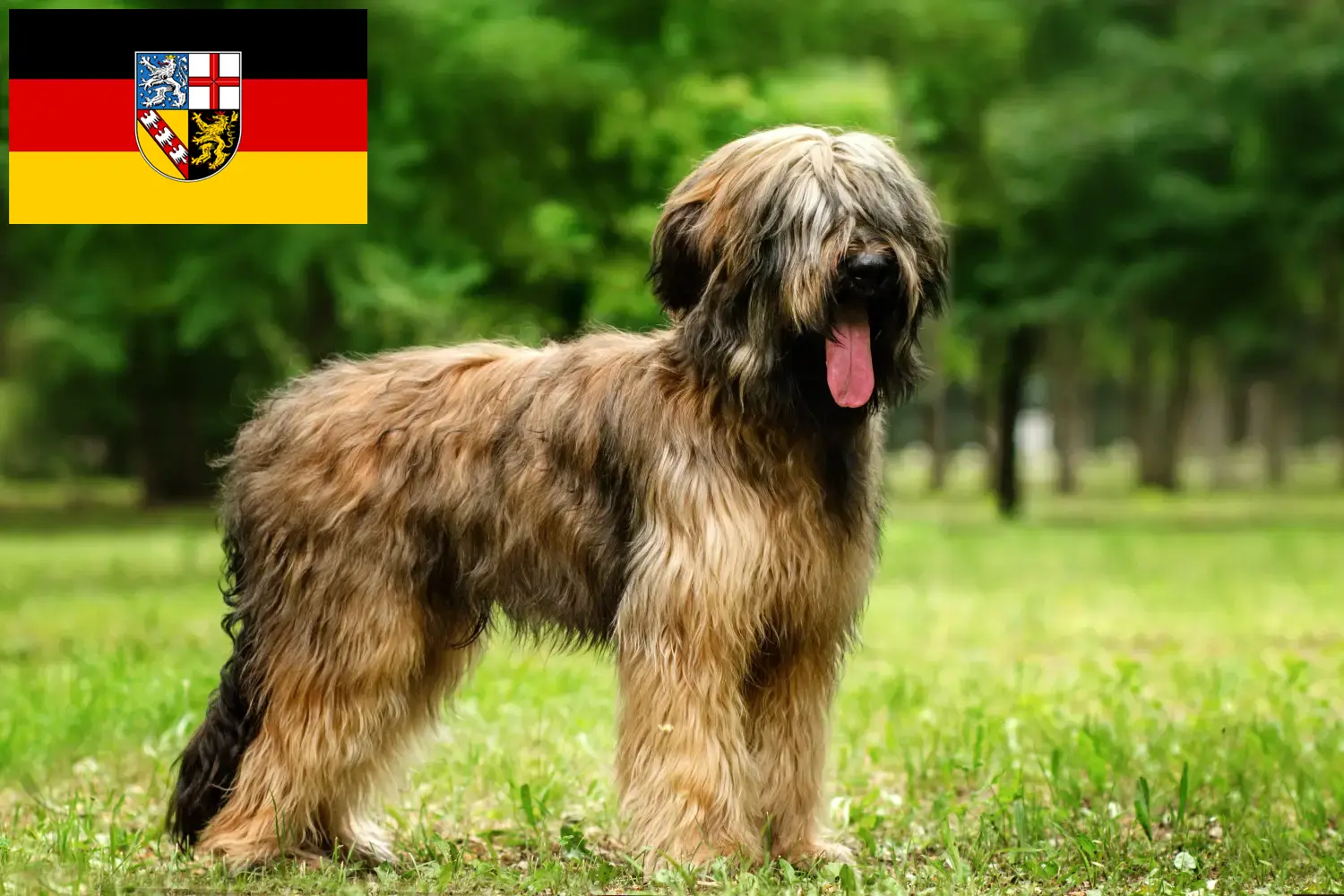 Read more about the article Briard breeders and puppies in Saarland