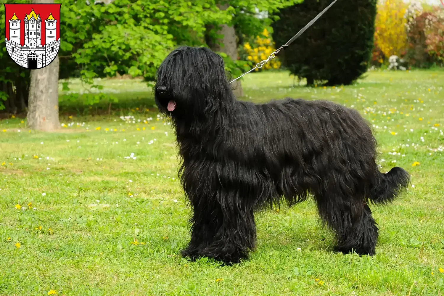 Read more about the article Briard breeders and puppies in Salzburg