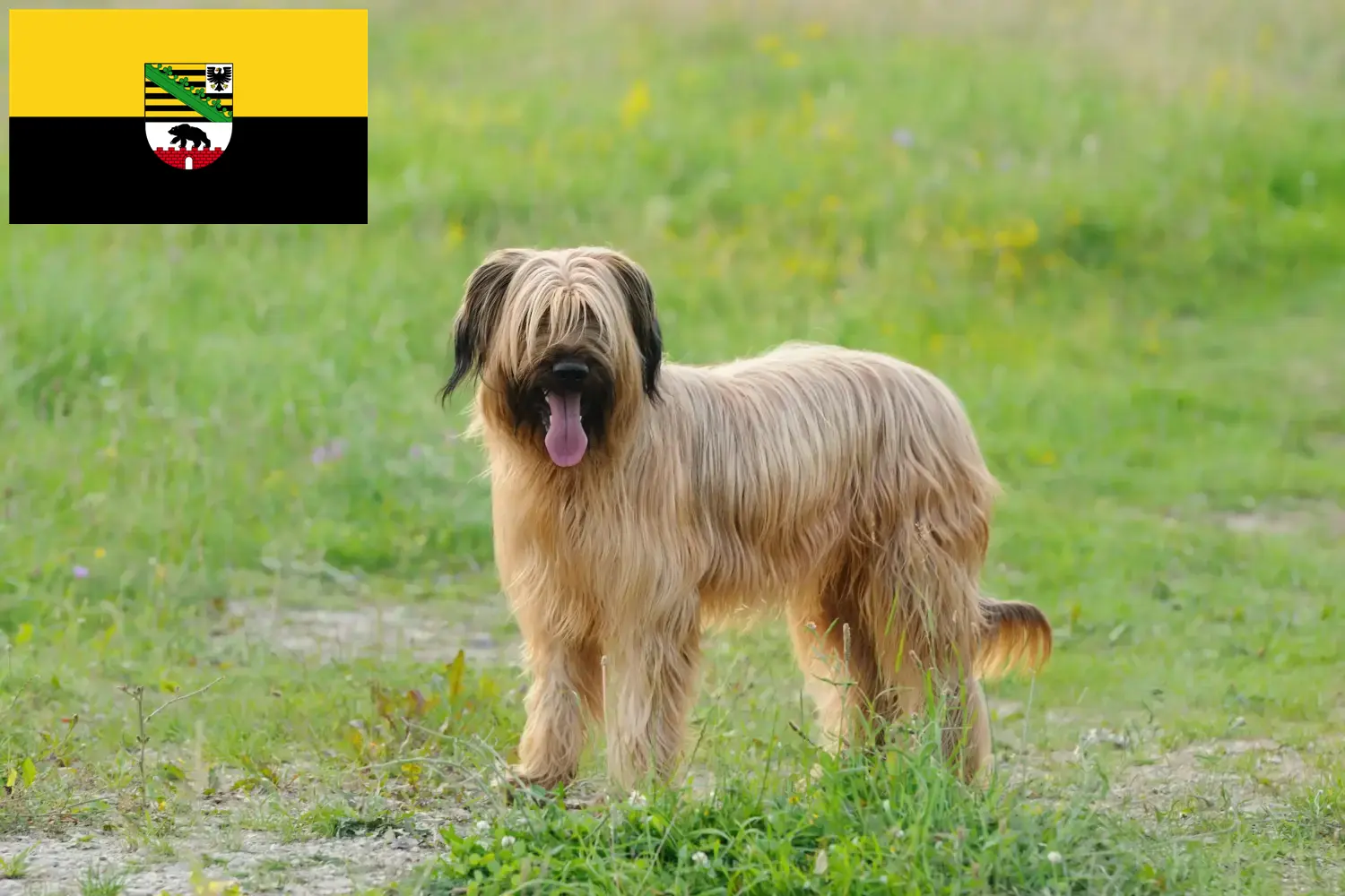 Read more about the article Briard breeders and puppies in Saxony-Anhalt