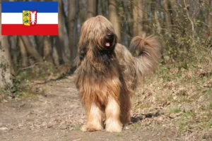 Read more about the article Briard breeders and puppies in Schleswig-Holstein