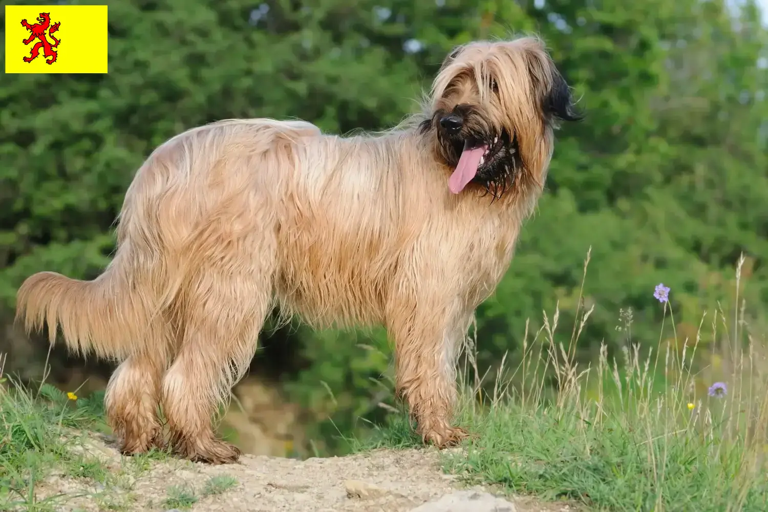 Read more about the article Briard breeders and puppies in South Holland