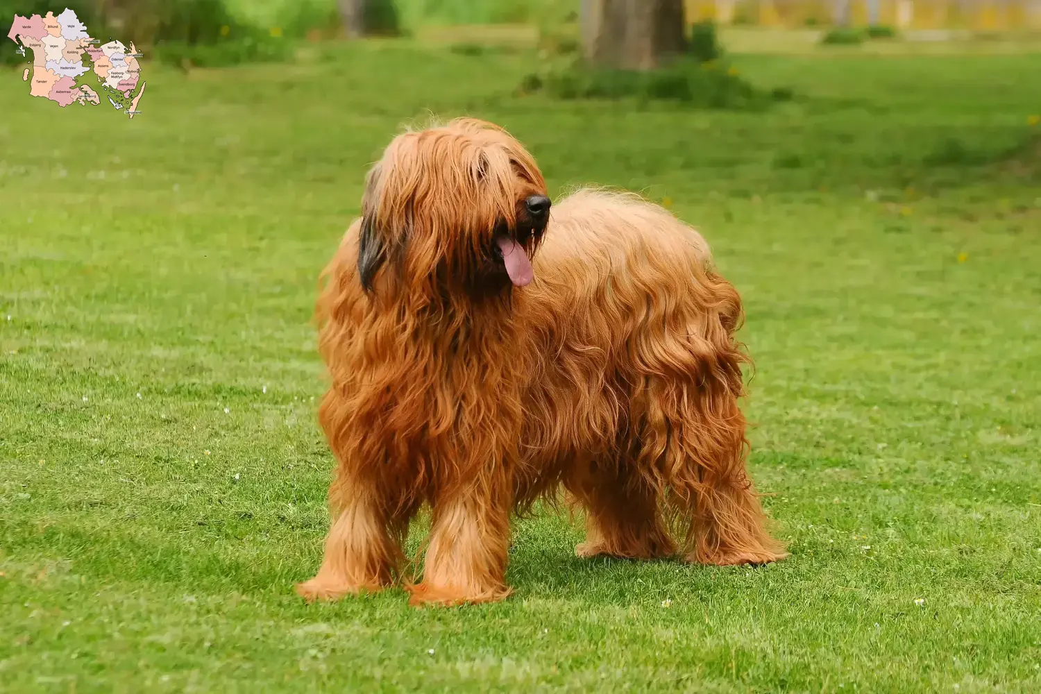 Read more about the article Briard breeders and puppies in Syddanmark