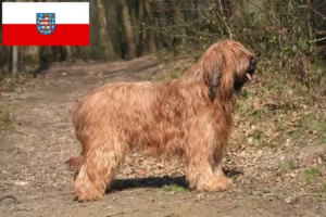 Read more about the article Briard breeders and puppies in Thuringia