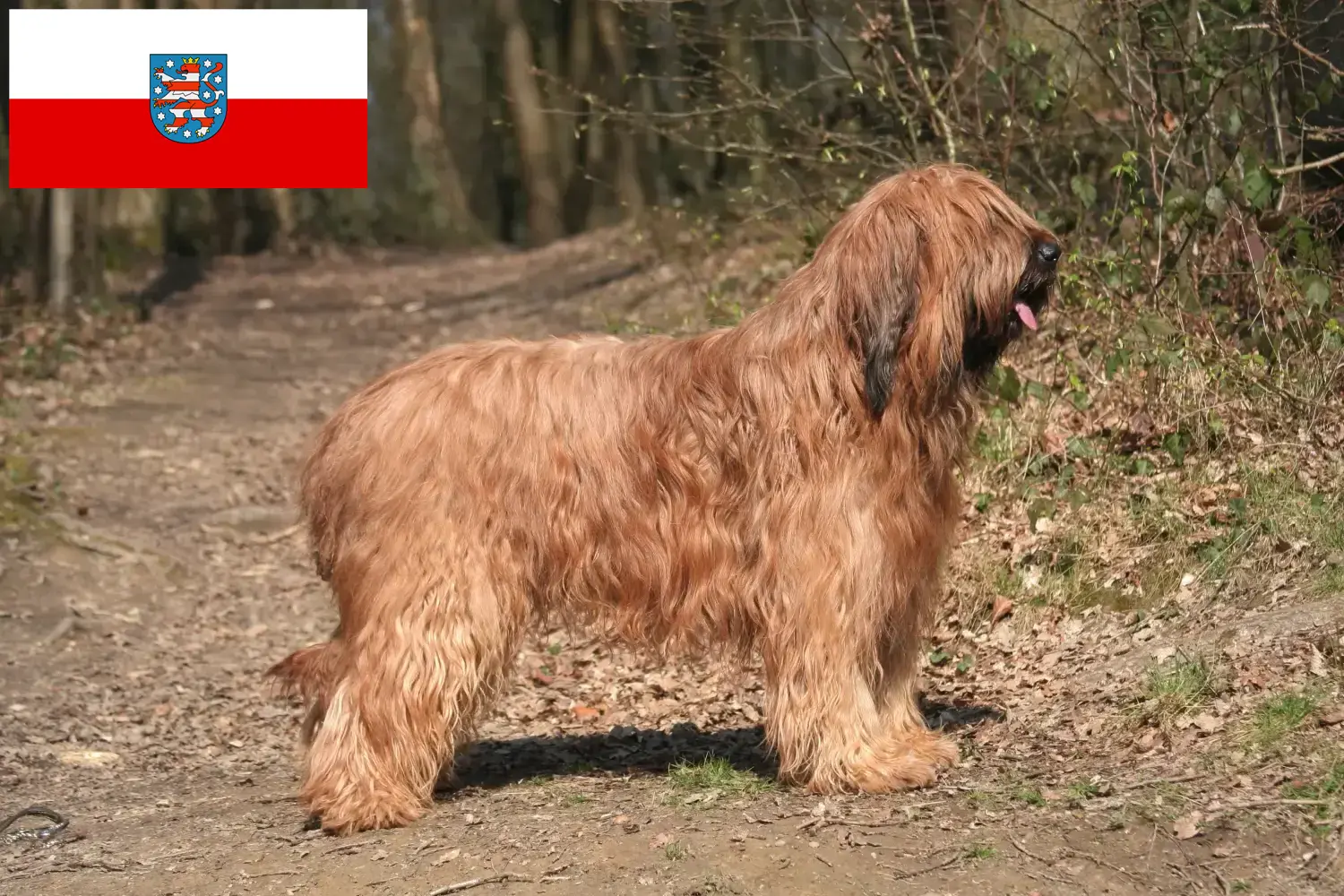 Read more about the article Briard breeders and puppies in Thuringia