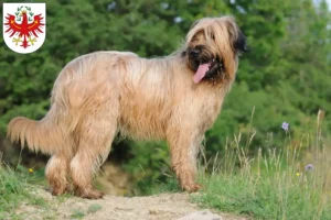 Read more about the article Briard breeders and puppies in Tyrol