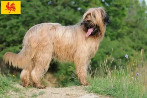 Read more about the article Briard breeders and puppies in Walloon Region