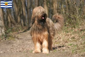 Read more about the article Briard breeders and puppies in Zeeland