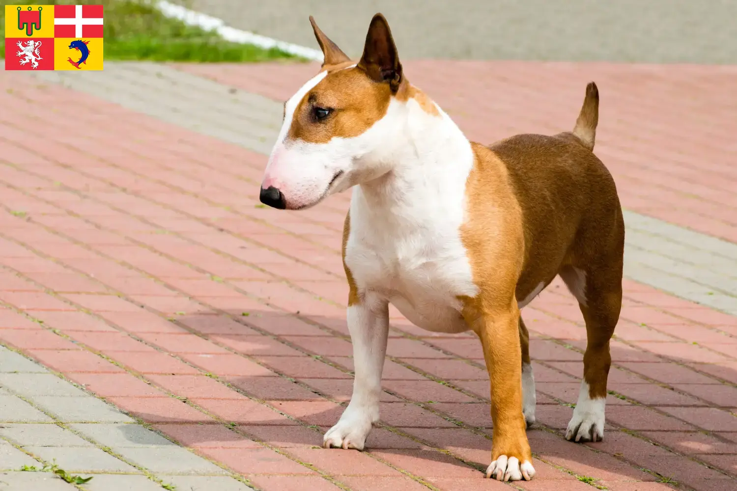 Read more about the article Bull Terrier breeders and puppies in Auvergne-Rhône-Alpes