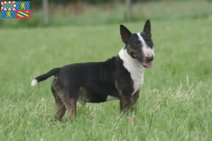 Read more about the article Bull Terrier breeders and puppies in Bourgogne-Franche-Comté