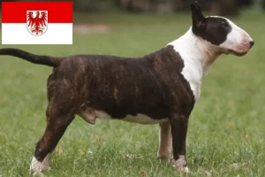 Read more about the article Bull Terrier breeders and puppies in Brandenburg