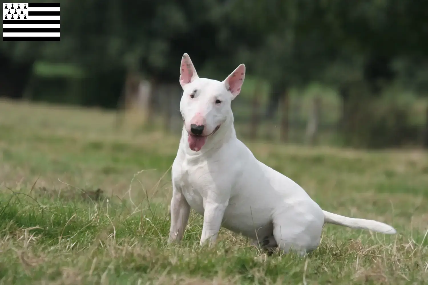 Read more about the article Bull Terrier breeders and puppies in Brittany