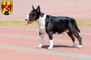 Read more about the article Bull Terrier breeders and puppies in Burgenland