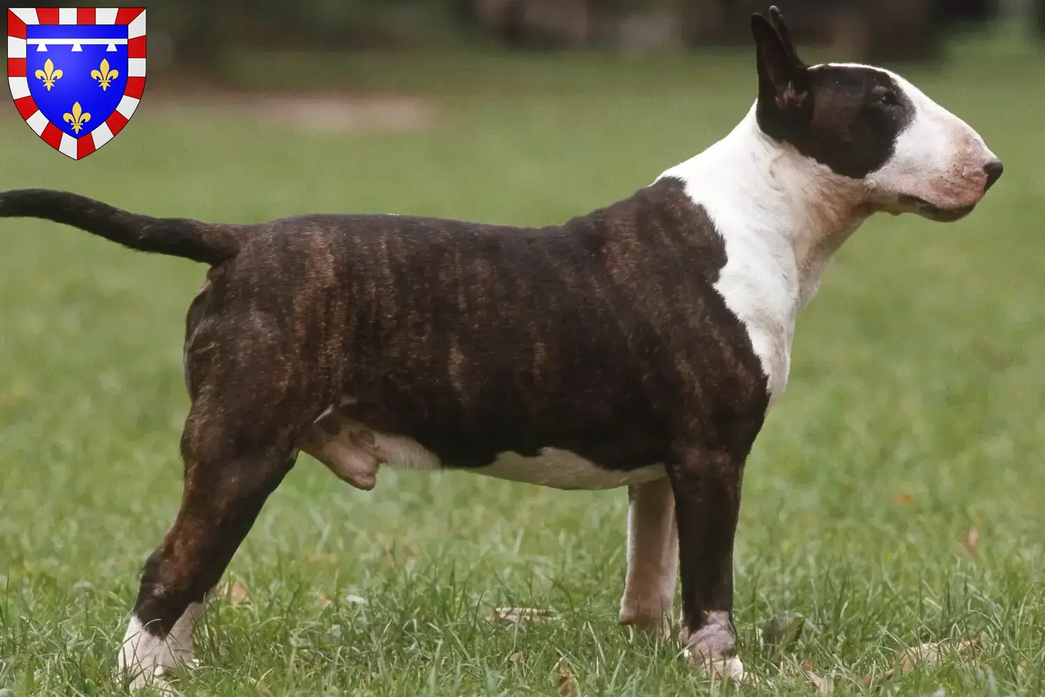 Read more about the article Bull Terrier breeders and puppies in Centre-Val de Loire