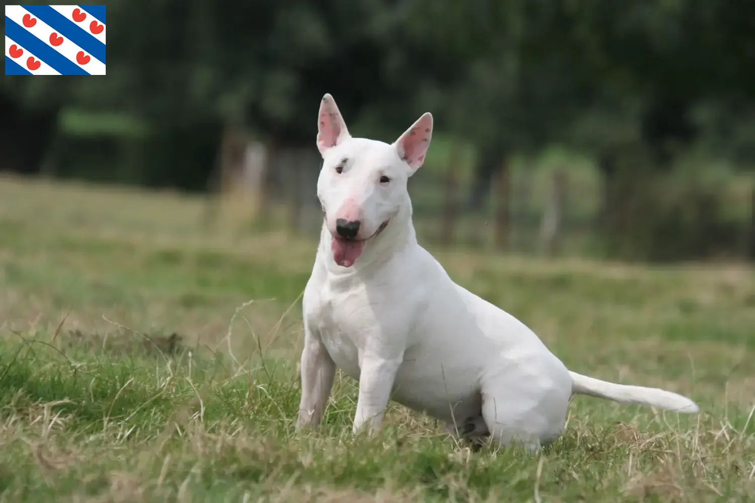 Read more about the article Bull Terrier breeders and puppies in Friesland