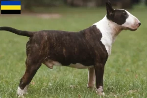 Read more about the article Bull Terrier breeders and puppies in Gelderland