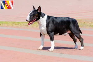 Read more about the article Bull Terrier breeders and puppies in Grand Est