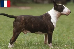 Read more about the article Bull Terrier breeders and puppies in Guadeloupe