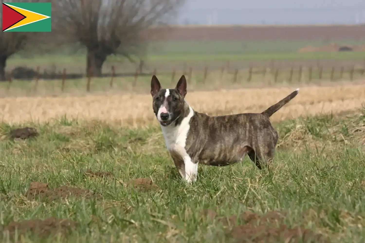 Read more about the article Bull Terrier breeders and puppies in Guyana