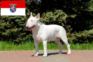 Read more about the article Bull Terrier breeders and puppies in Hessen