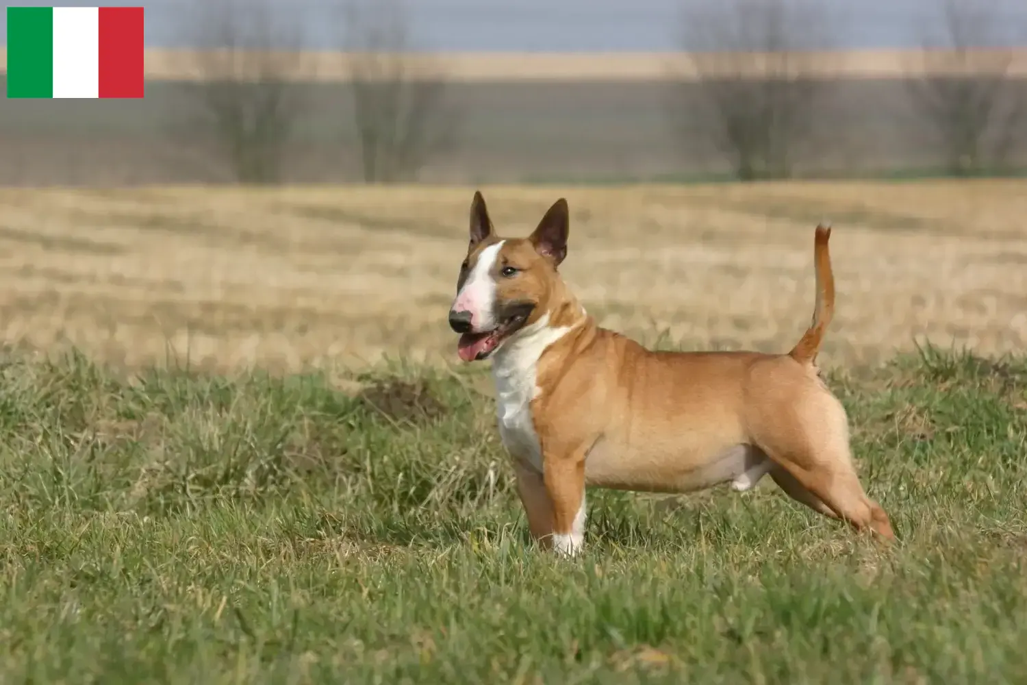 Read more about the article Bull Terrier breeders and puppies in Italy