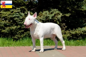 Read more about the article Bull Terrier breeders and puppies in Limburg