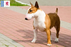 Read more about the article Bull Terrier breeders and puppies in Nouvelle-Aquitaine