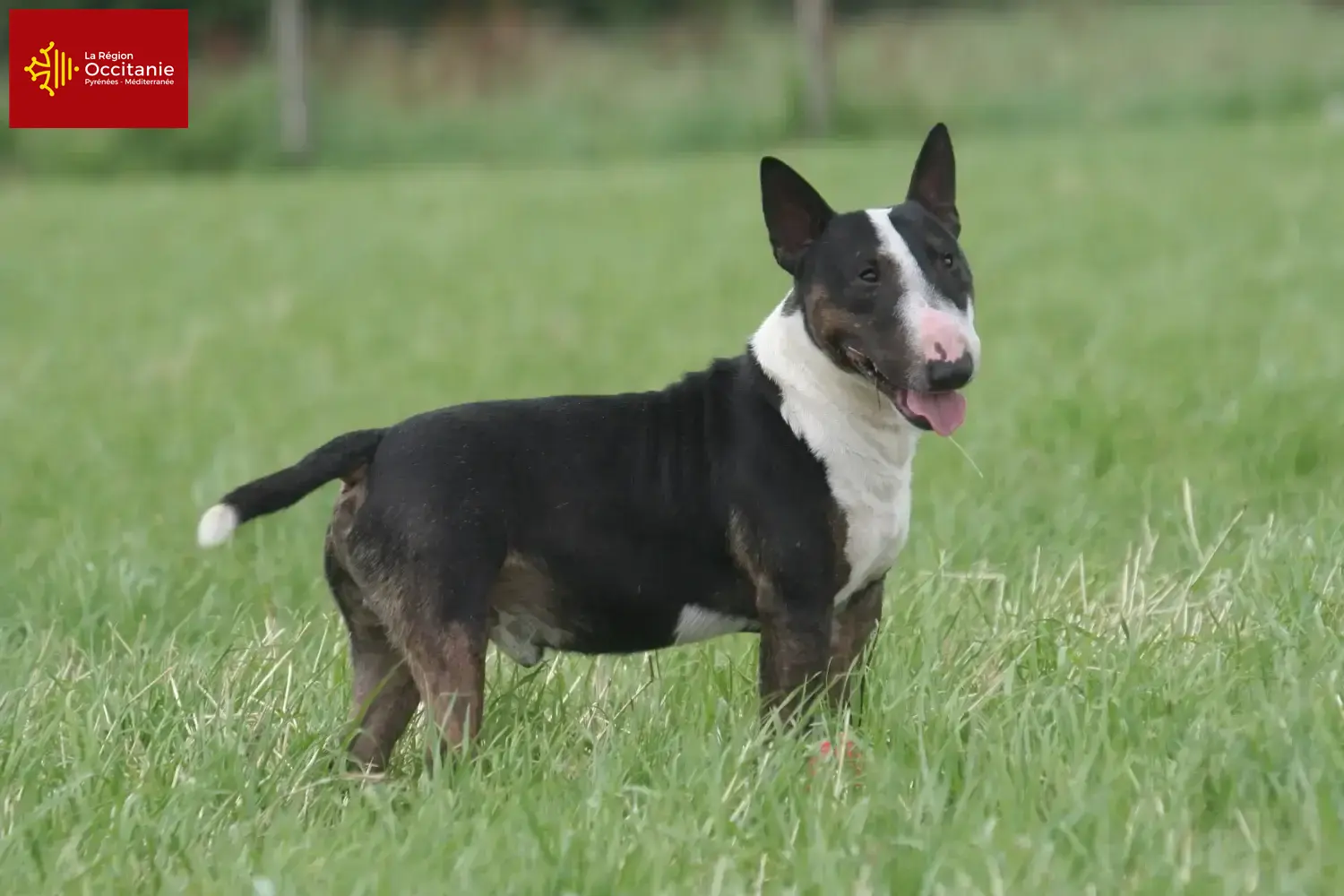 Read more about the article Bull Terrier breeders and puppies in Occitania