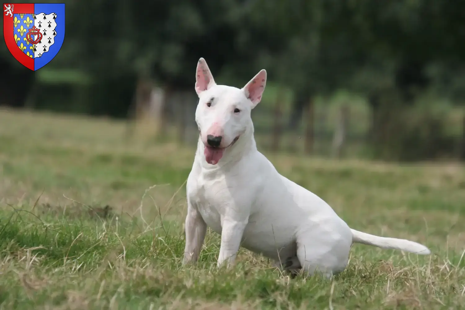 Read more about the article Bull Terrier breeders and puppies in Pays de la Loire