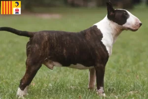 Read more about the article Bull Terrier breeders and puppies in Provence-Alpes-Côte d’Azur