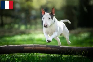 Read more about the article Bull Terrier breeders and puppies in Réunion