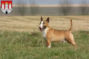 Read more about the article Bull Terrier breeders and puppies in Salzburg