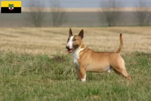 Read more about the article Bull Terrier breeders and puppies in Saxony-Anhalt