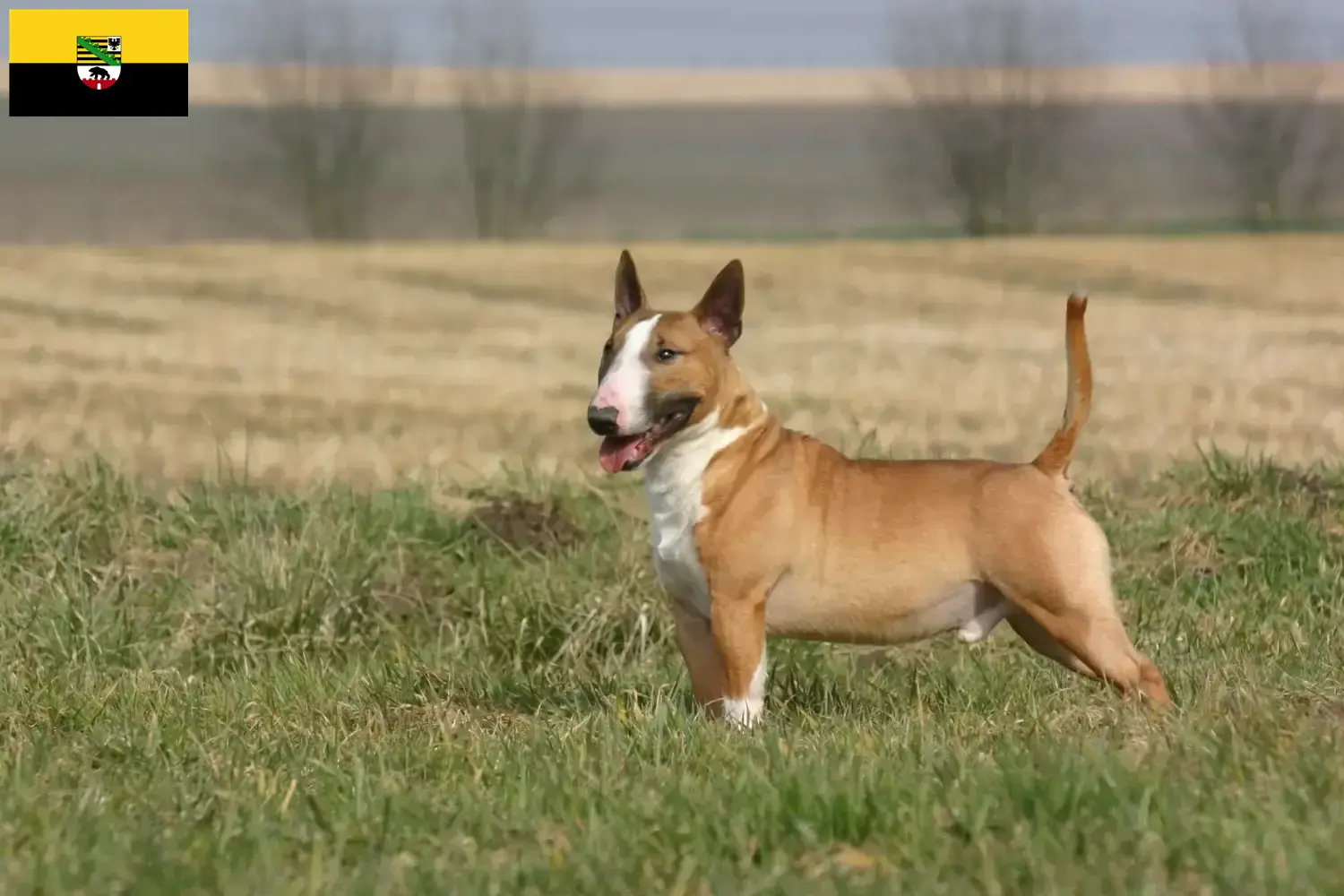 Read more about the article Bull Terrier breeders and puppies in Saxony-Anhalt