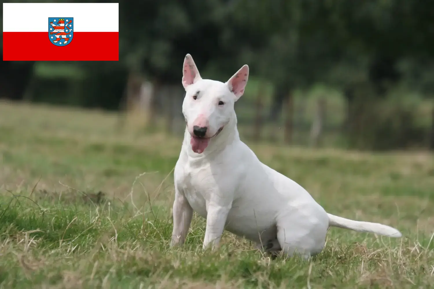 Read more about the article Bull Terrier breeders and puppies in Thuringia